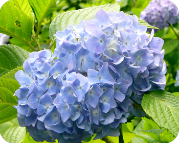 kamakura05_01.jpg